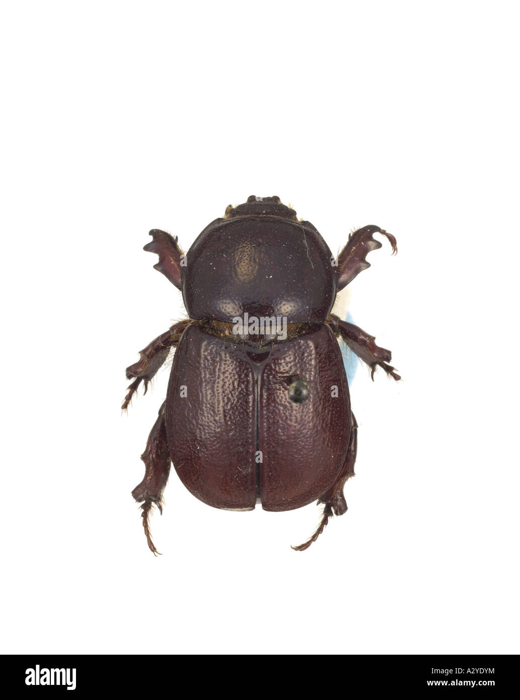 Mellissius eudoxus scarab beetle Stock Photo