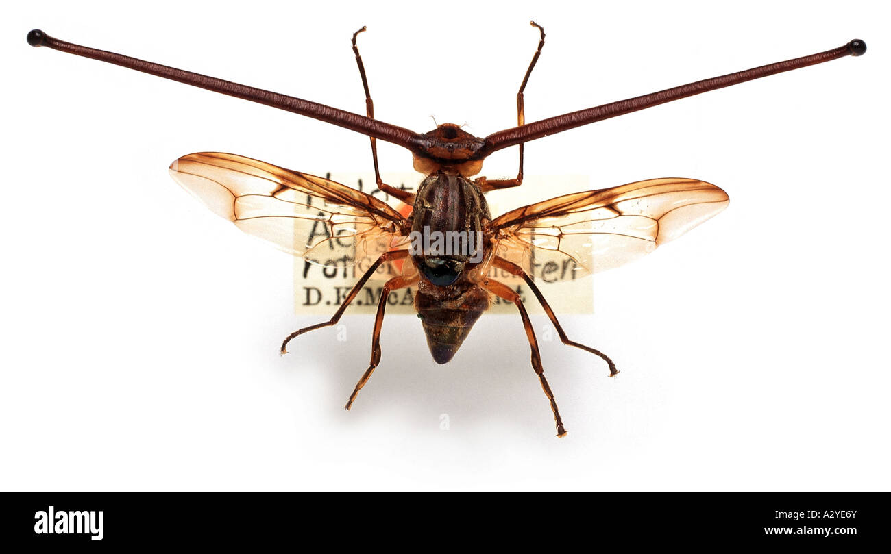 Rothschild fly Stock Photo