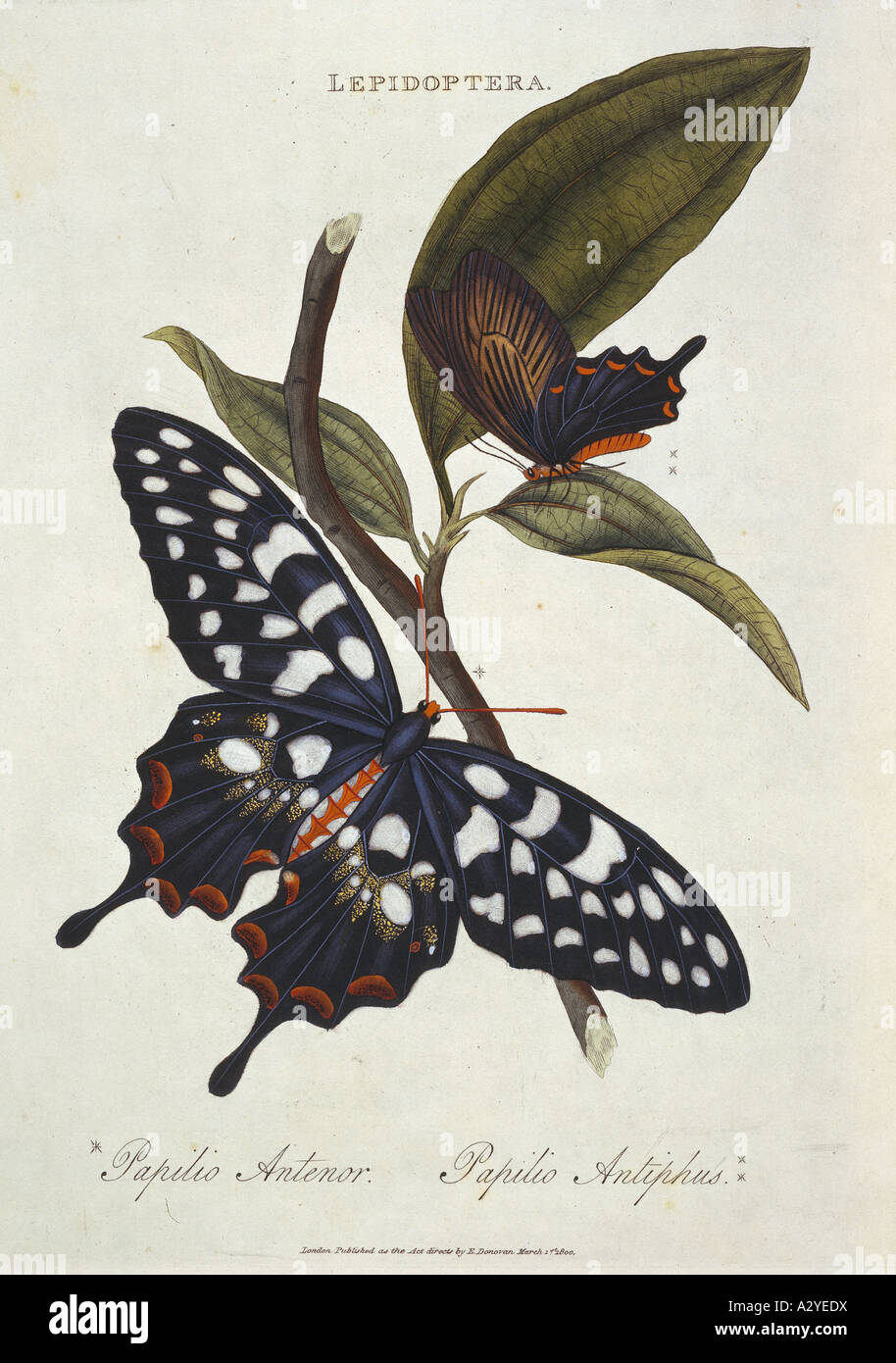 Pharmacophagus antenor giant swallowtail Stock Photo