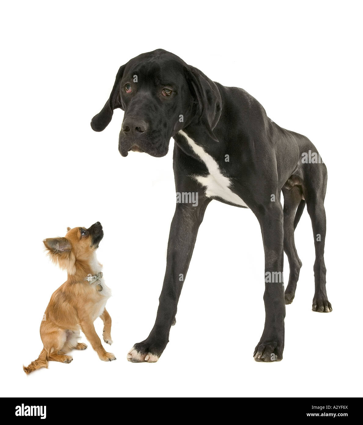 Great dane with Chihuahua Stock Photo