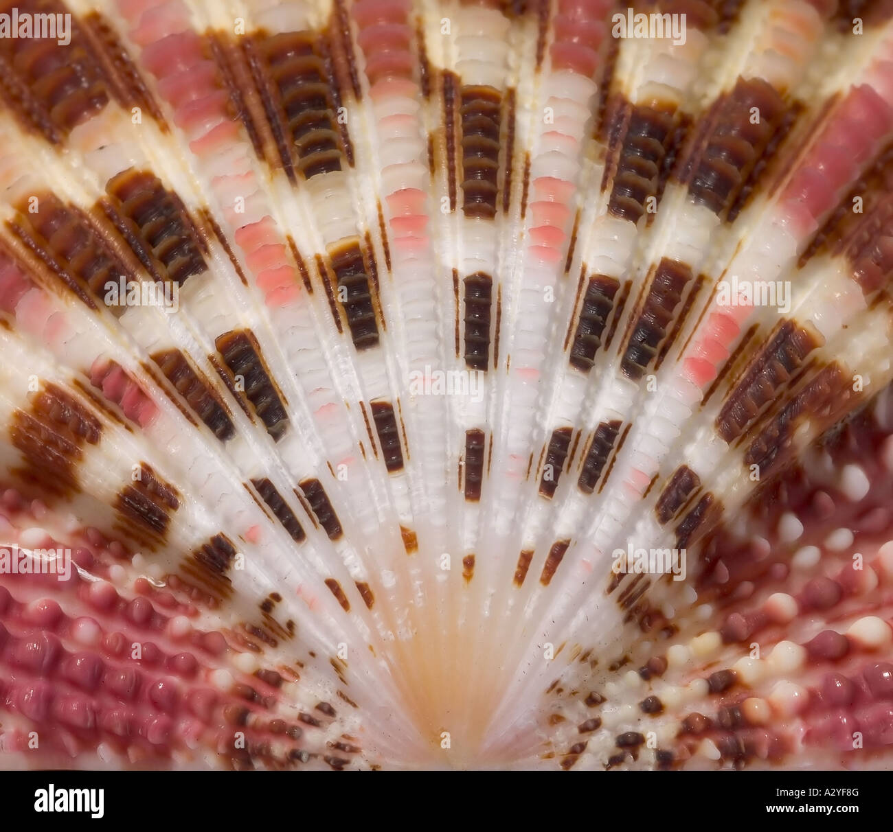 Gloripallium pallium glory scallop Stock Photo