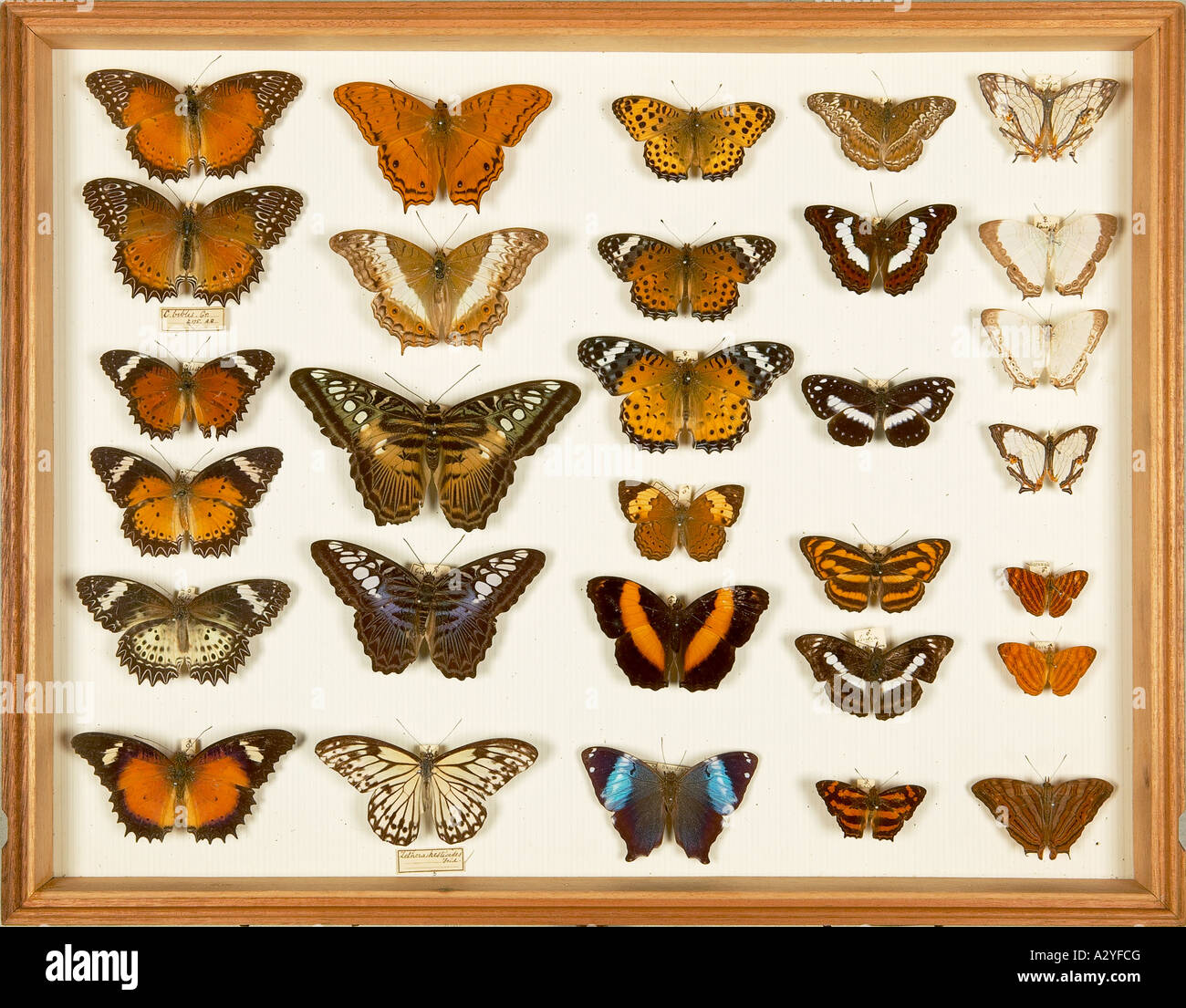 Entomological Specimens from the Wallace Collection Stock Photo