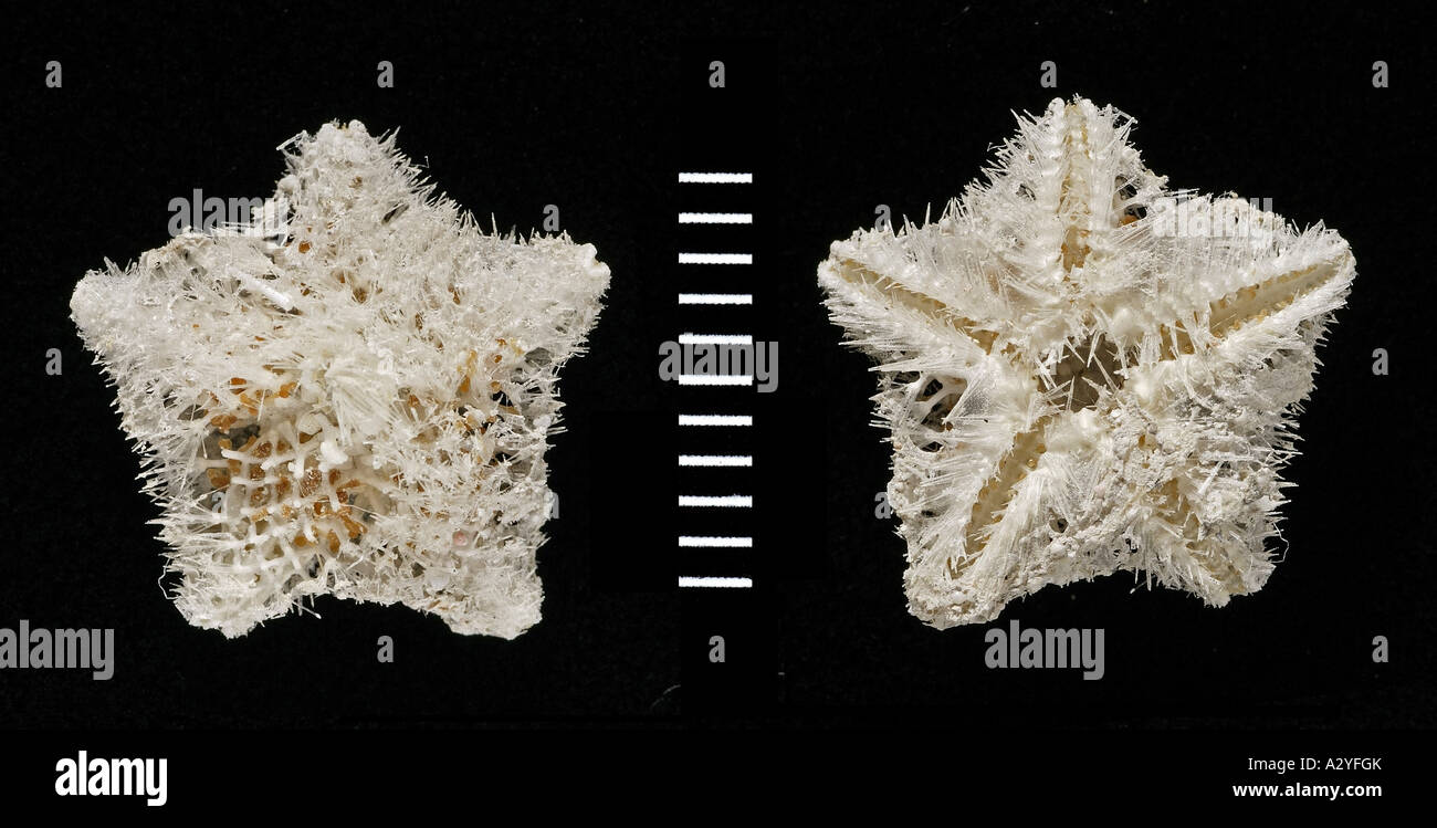 Pteraster acicula starfish Stock Photo