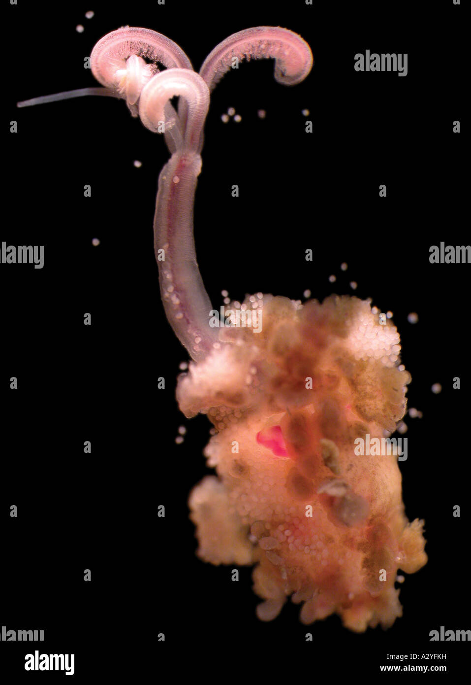 Osedax mucofloris North sea marine worm Stock Photo