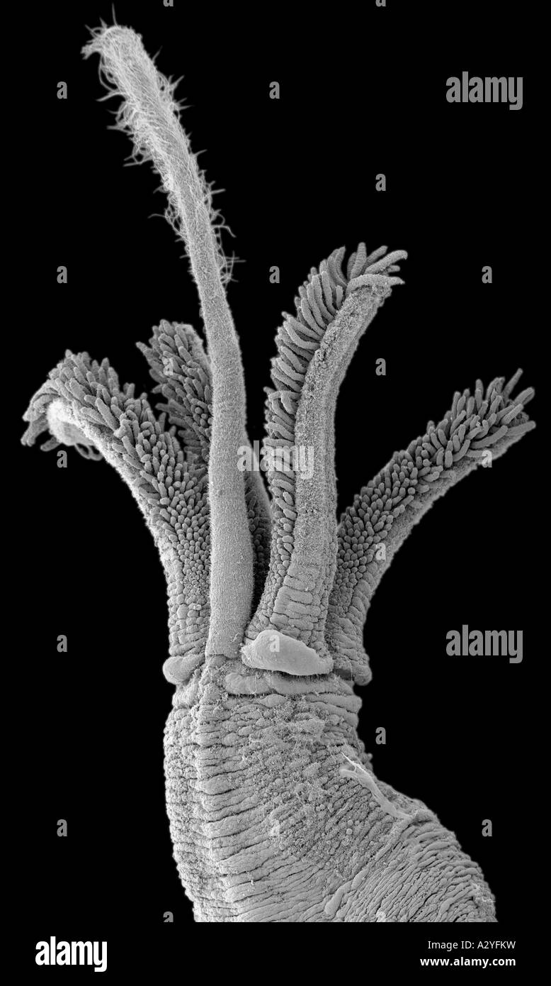 Osedax mucofloris North sea marine worm Stock Photo