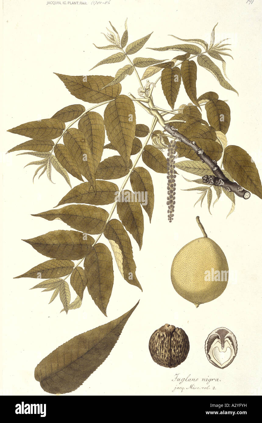 Juglands nigra black walnut Stock Photo Alamy