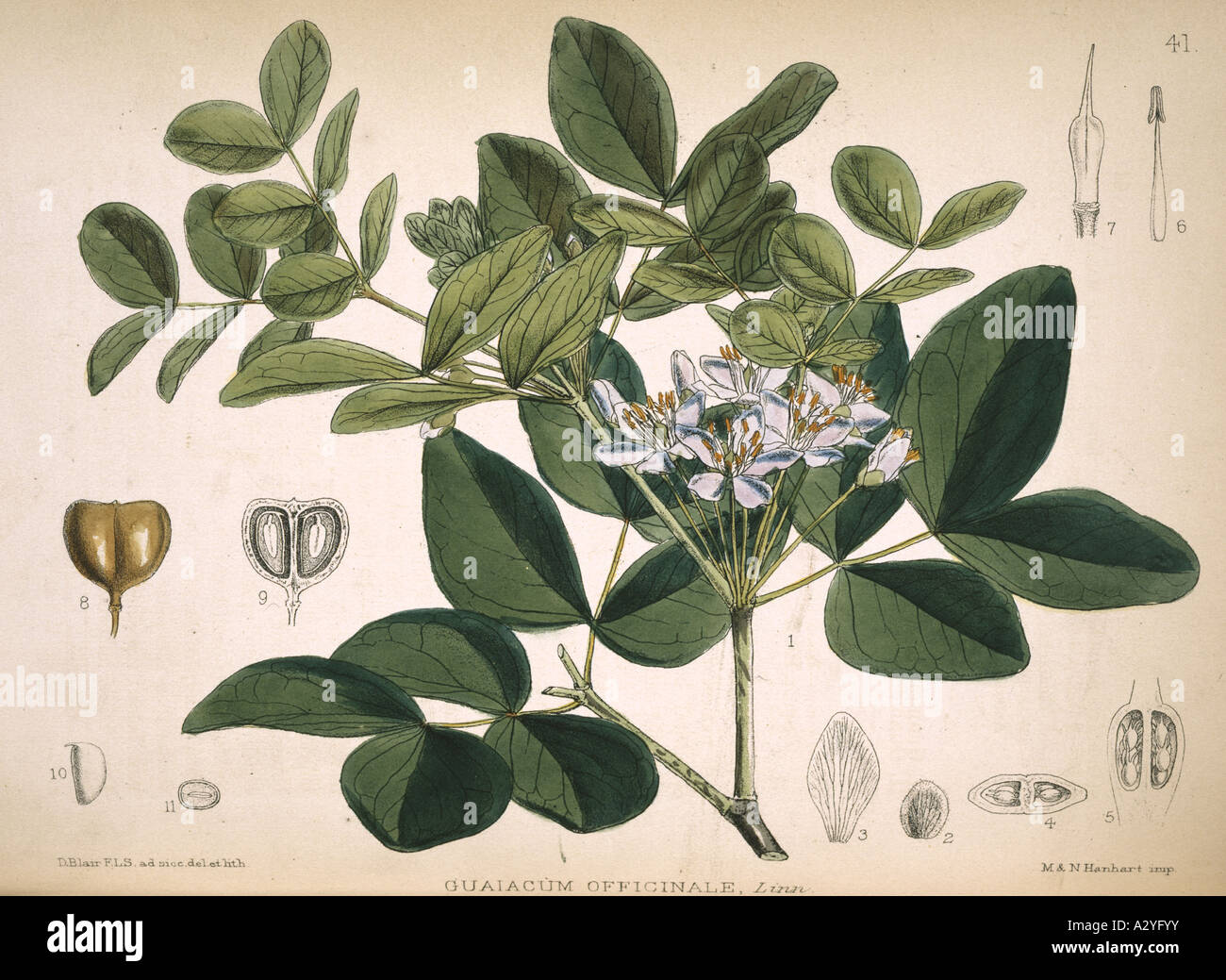 Guaiacum officinale lignum vitae Stock Photo - Alamy