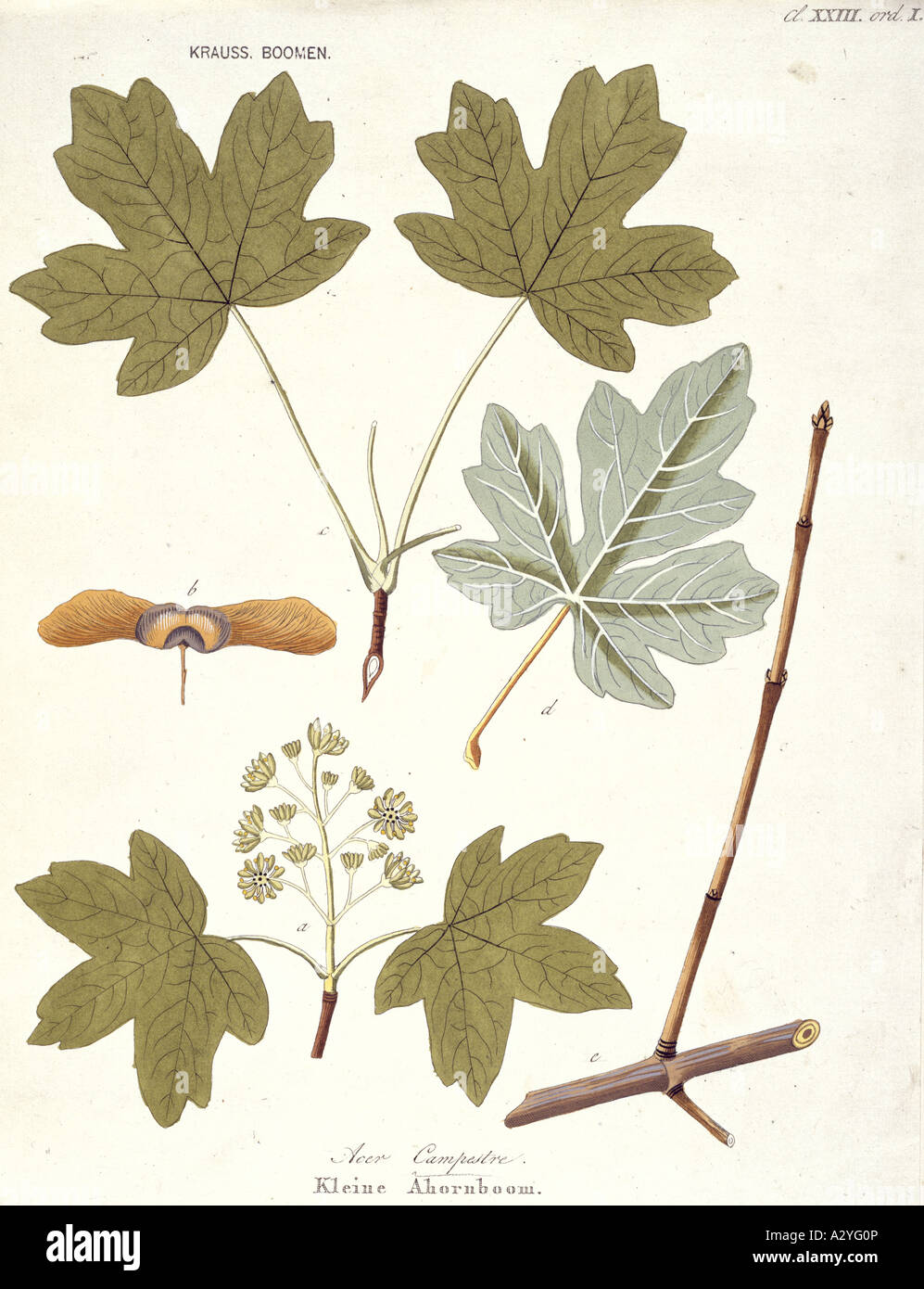 Acer campestre field maple Stock Photo - Alamy