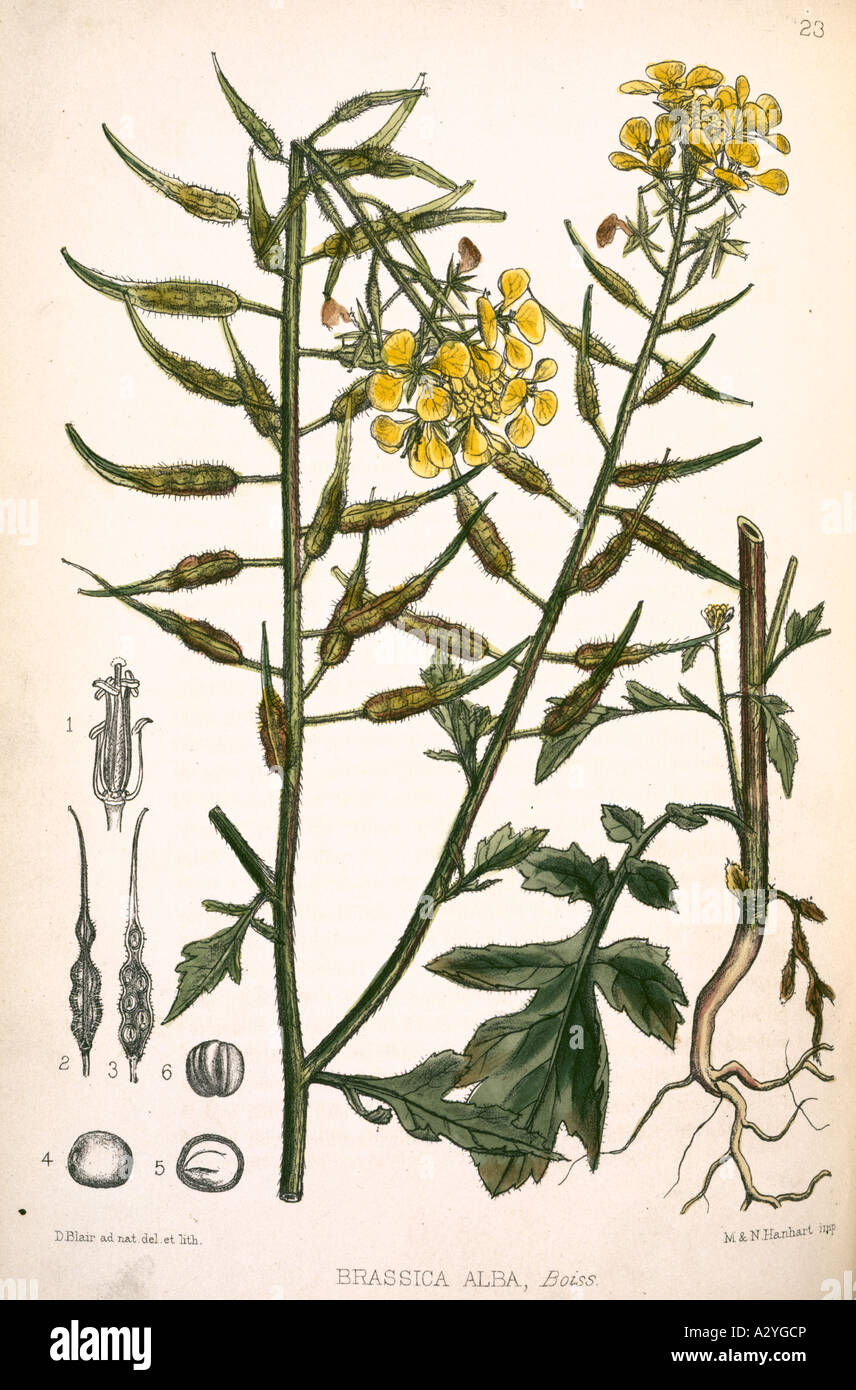 Brassica alba white mustard Stock Photo Alamy