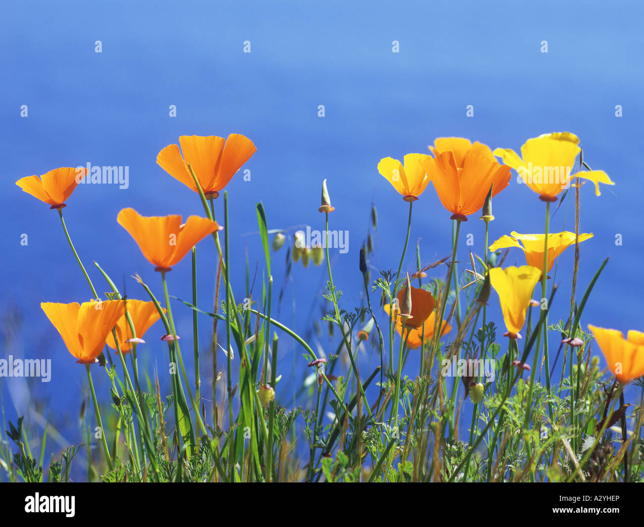 Pure Gold Colour High Resolution Stock Photography and Images - Alamy