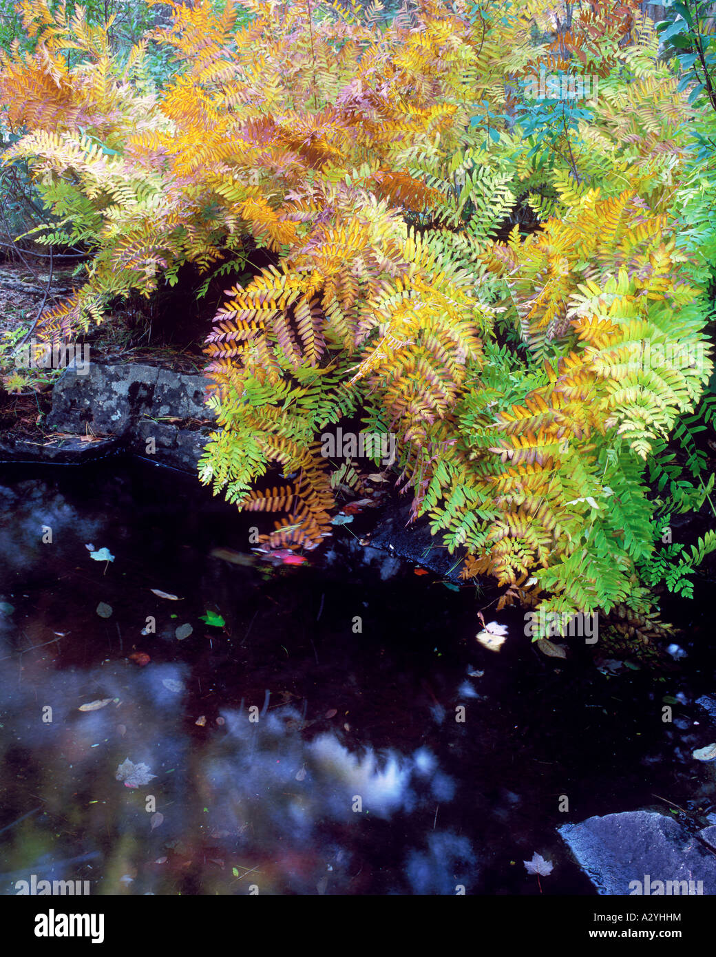 Cinnamon fern in autumn colors along Duck Brook Stock Photo Alamy