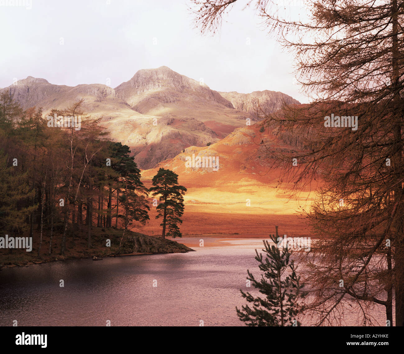 Trees by lake in autumn Stock Photo