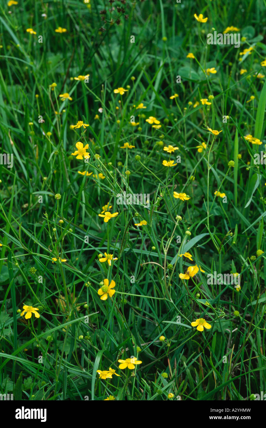 Lesser Spearwort (Ranunculus flammula) flowering in a damp meadow. Powys, Wales, UK. Stock Photo