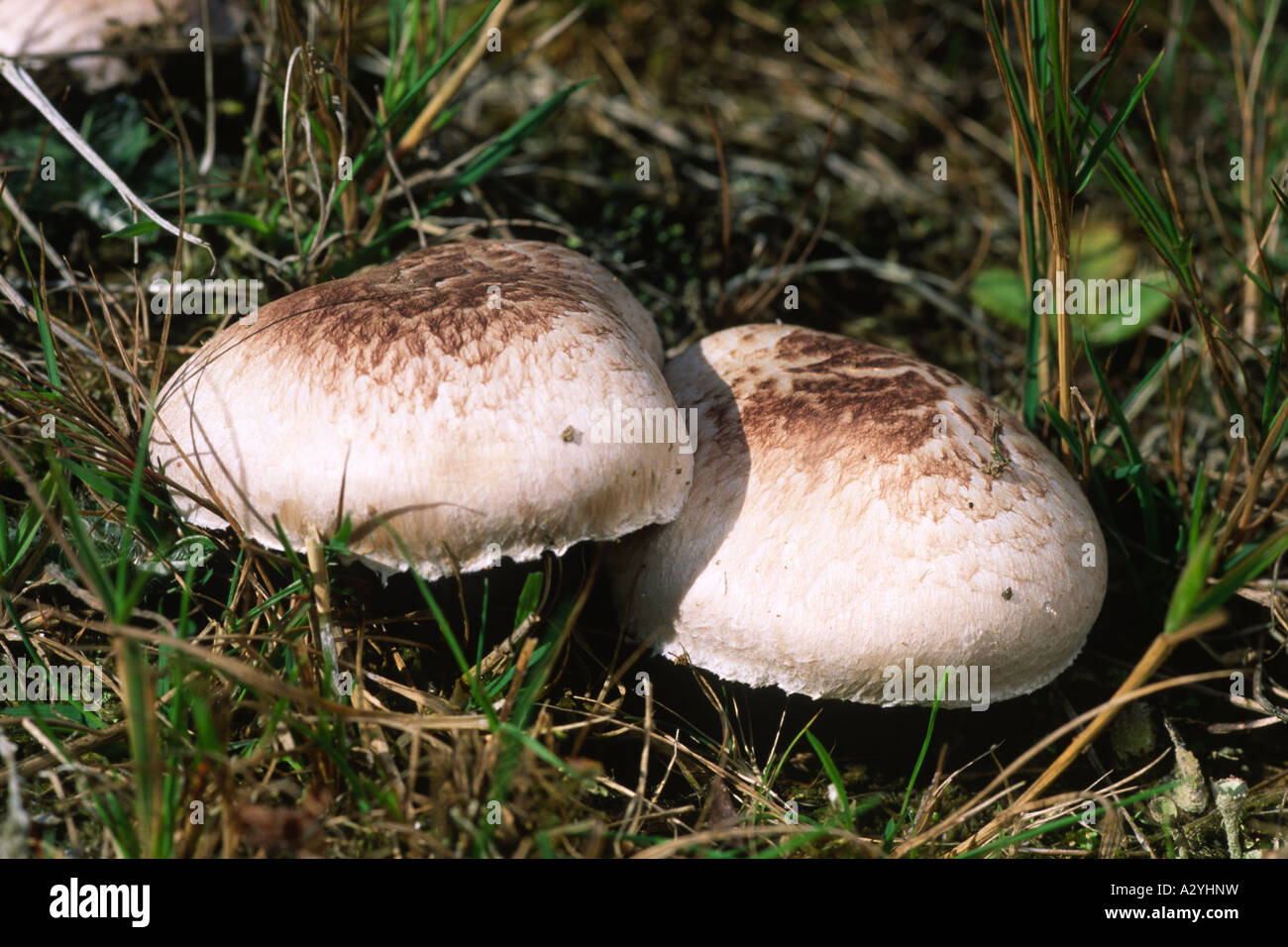Pavement Mushrooms (Agaricus bitorquis) growing in a footpath. Powys, Wales, UK. Stock Photo