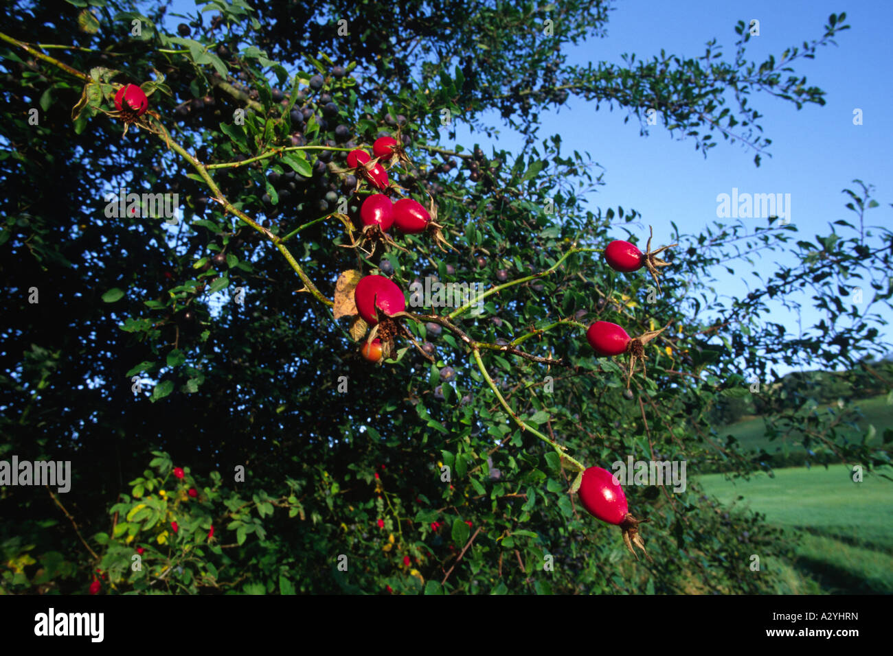 Rosehips of Sherard's Downy Rose (Rosa sherardii) growing in a hedge on an Organic Farm. Powys, Wales, UK. Stock Photo