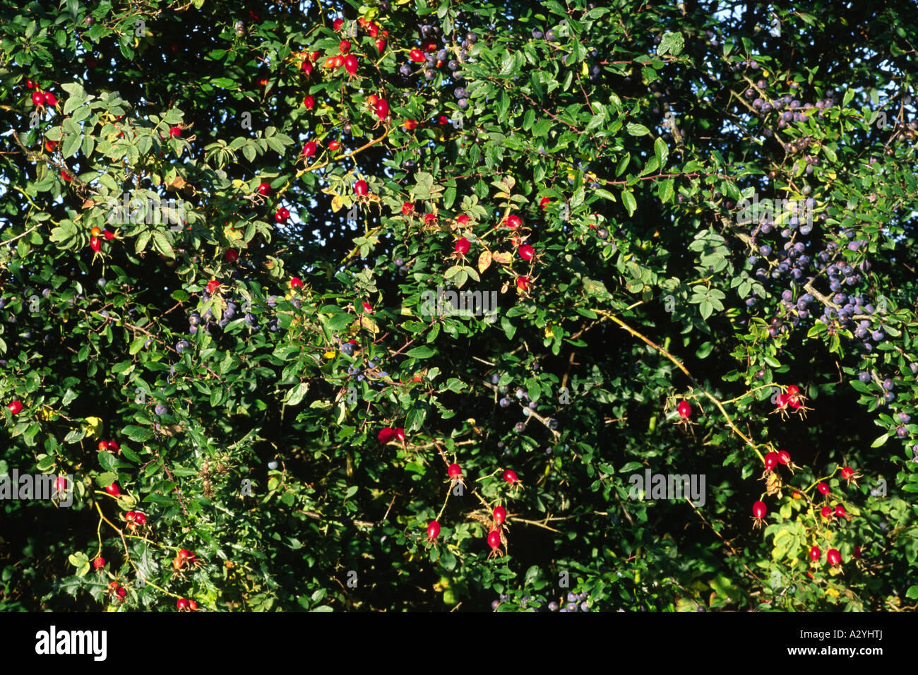 Rosehips of Sherard's Downy Rose (Rosa sherardii) and Sloes the fruits of Blackthorn (Prunus spinosa) in a hedge. Stock Photo