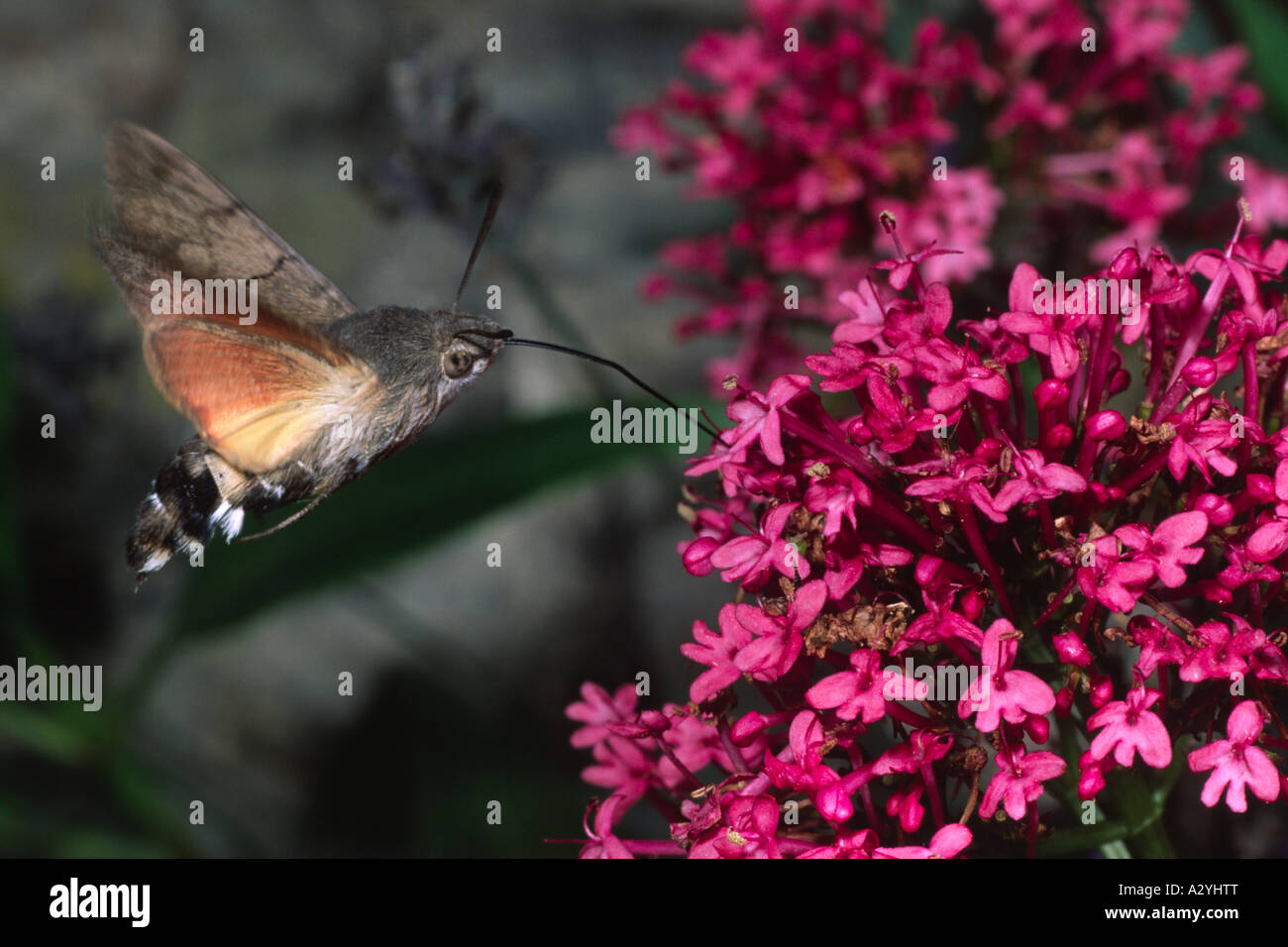 Hummingbird Hawkmoth (Macroglossum stellatarum) feeding on Red Valerian in a garden. Powys, Wales, UK. Stock Photo