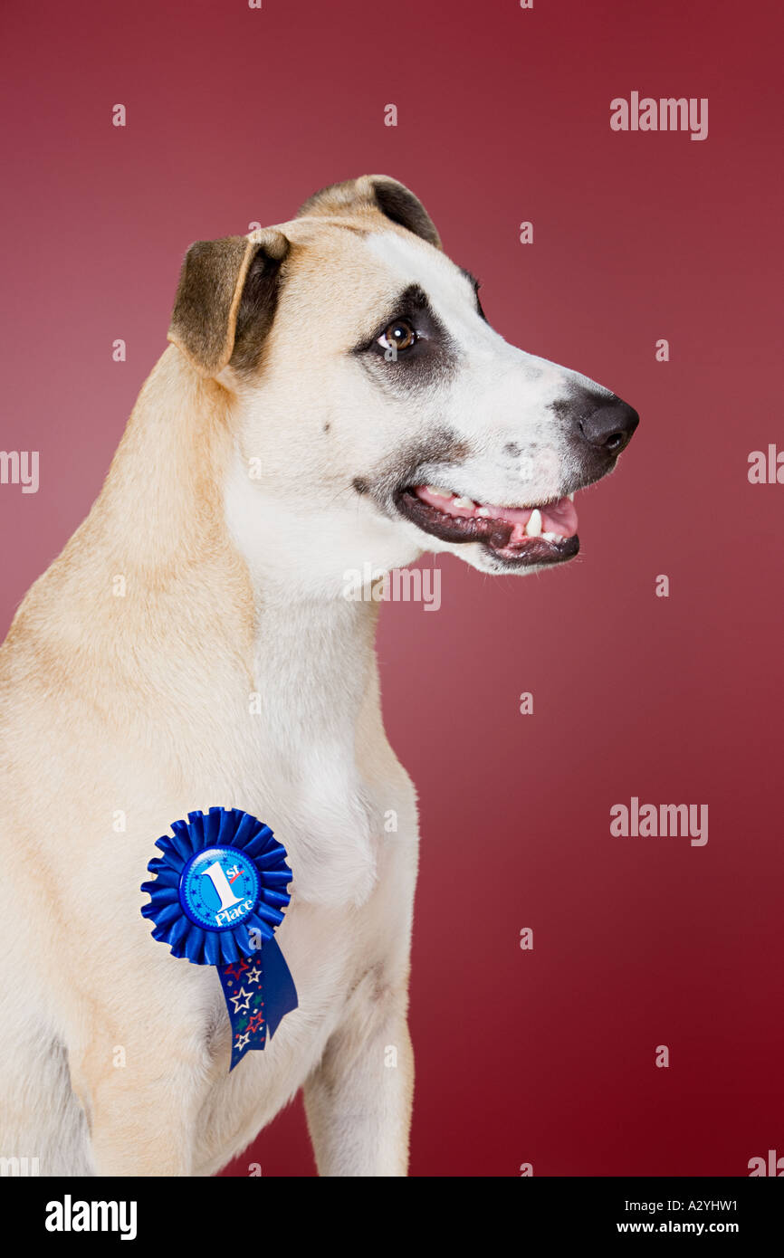 Dog Rozet Bs Dog with winning rosette Stock Photo - Alamy