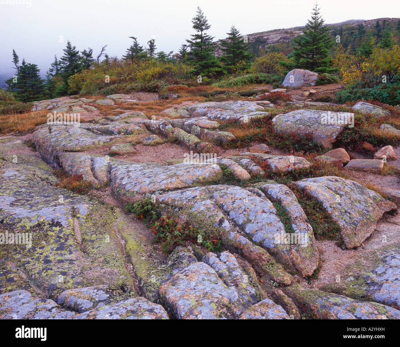 Lichen covered rocks top of Cadillac Mountain Stock Photo