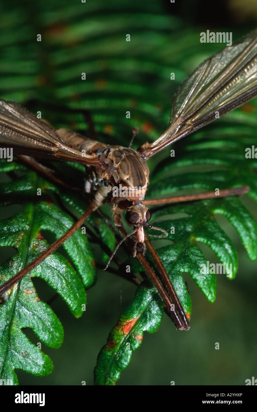 Head of Crane fly or Daddy long legs (Tipula paludosa). Powys, Wales, UK. Stock Photo