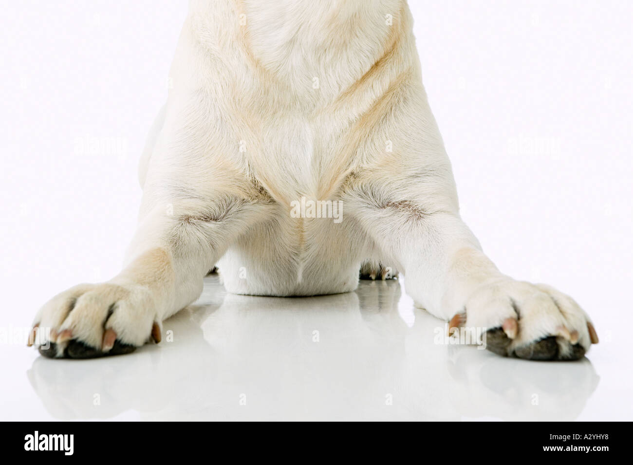 Dog sitting down hires stock photography and images Alamy