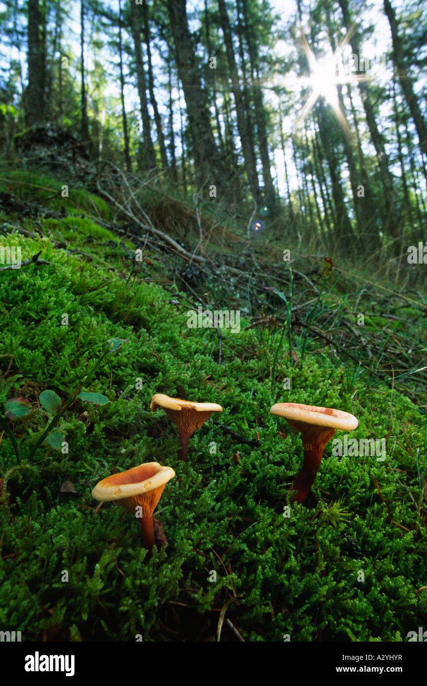 False Chanterelle Fungi (Hygrophoropsis aurantiaca) growing amongst moss in a Larch plantation. Powys, Wales, UK. Stock Photo