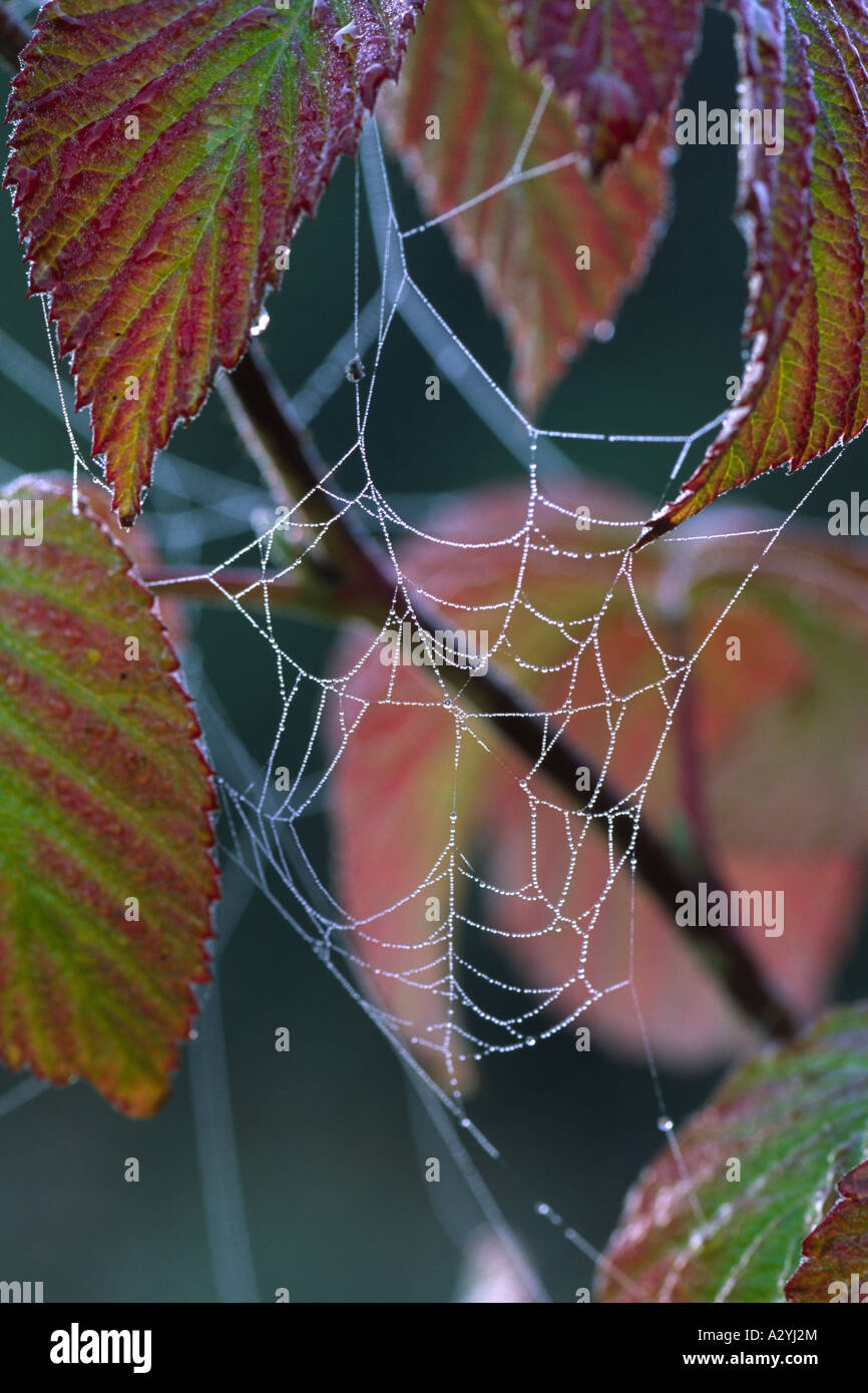 A dewy spiders web strung between leaves of wild Raspberry. Powys, Wales, UK. Stock Photo