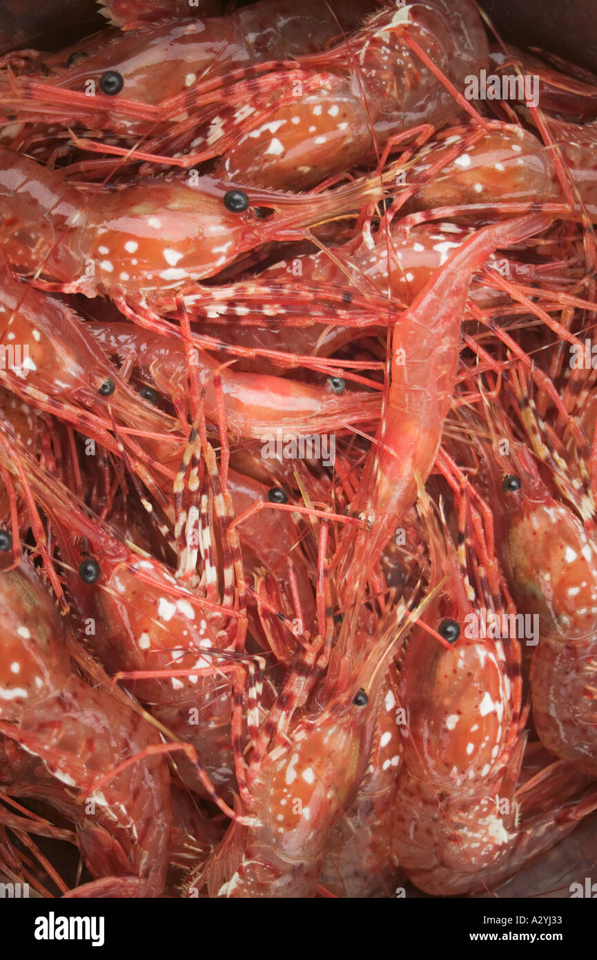 Queen prawns hires stock photography and images Alamy
