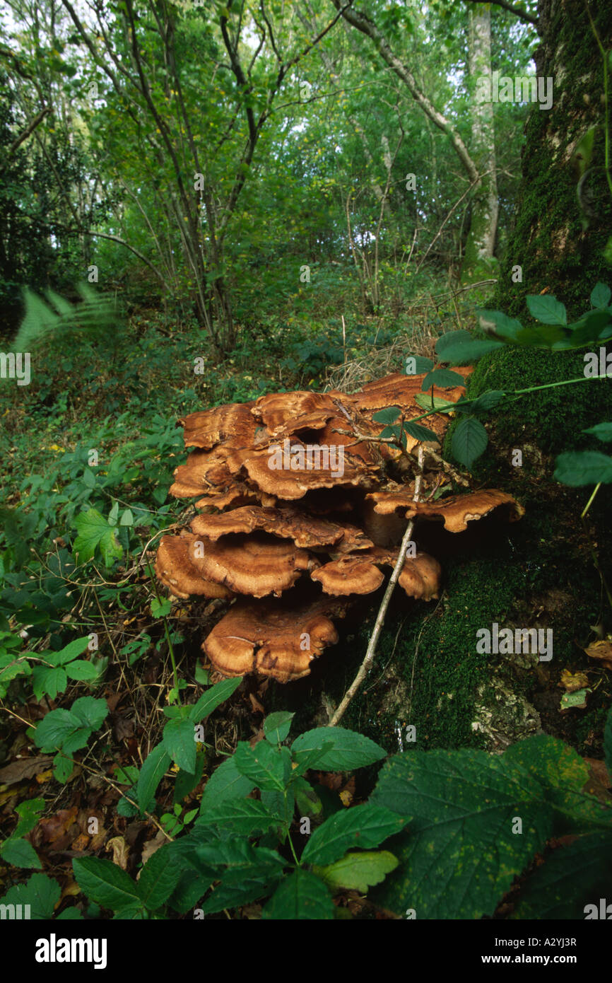 Giant Polypore fungus (Meripilus giganteus) fruiting at the base of an Oak Tree. Powys, Wales, UK. Stock Photo