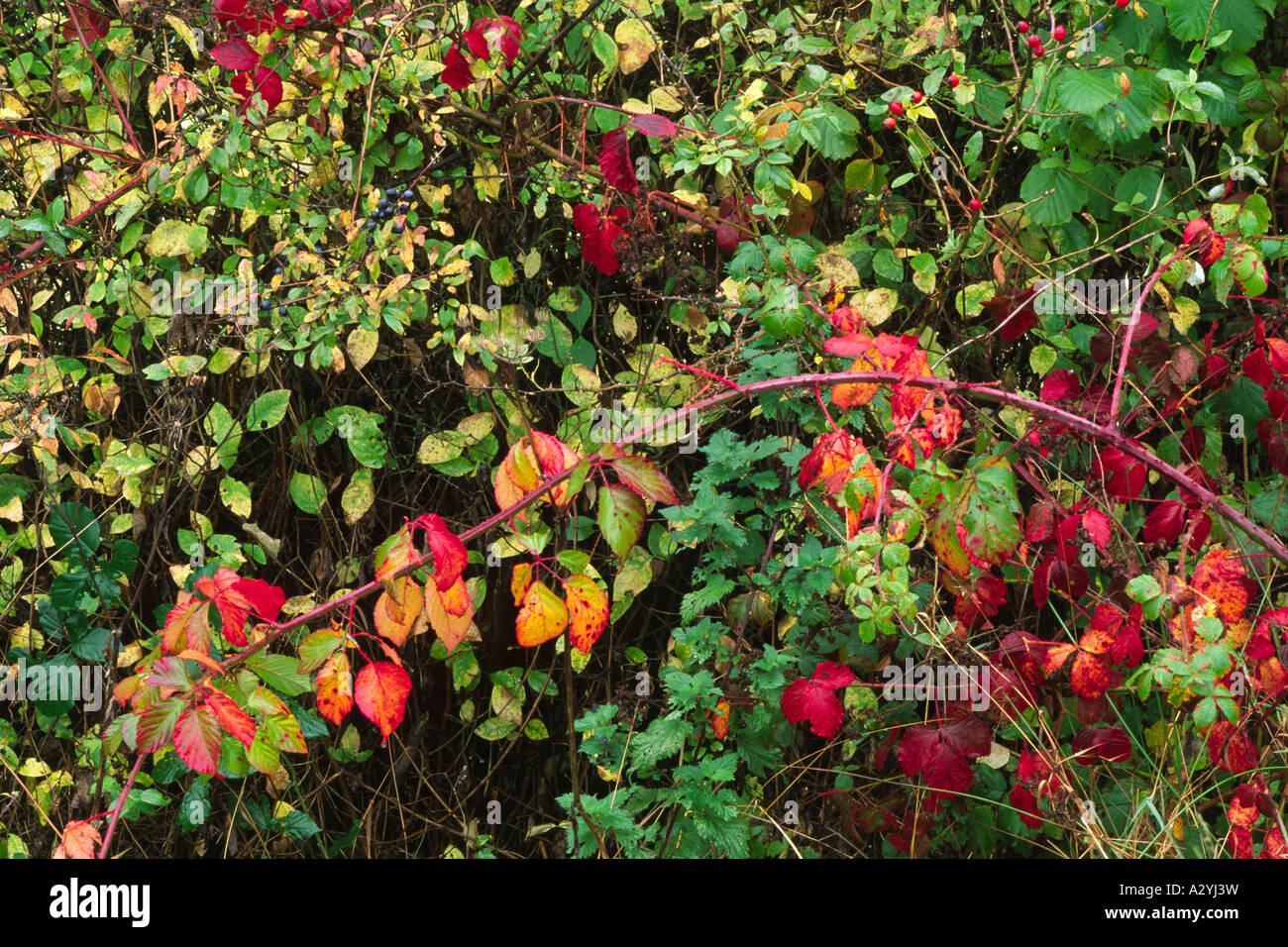 Hedge on an Organic Farm in Autumn. With Brambles, Blackthorn, Roses, etc, in Autumn. Powys, Wales, UK. Stock Photo