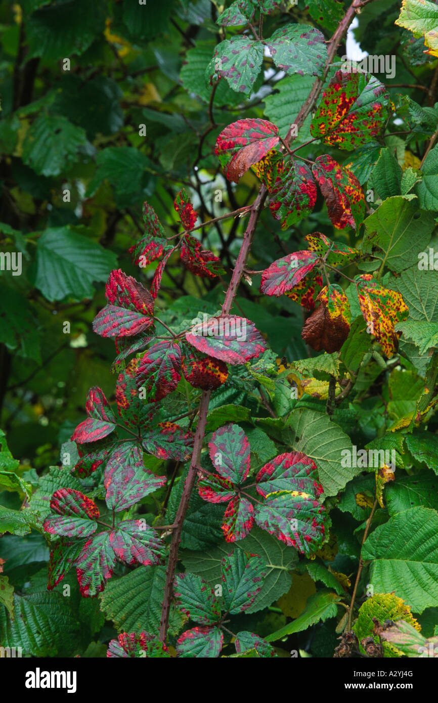 Bramble (Rubus fruticosus agg.) shoot in a hedge with leaves turning to crimson in Autumn. Powys, Wales, UK. Stock Photo