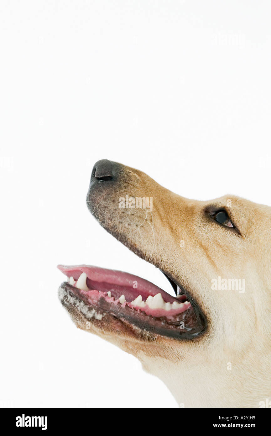 Labrador with mouth open Stock Photo Alamy