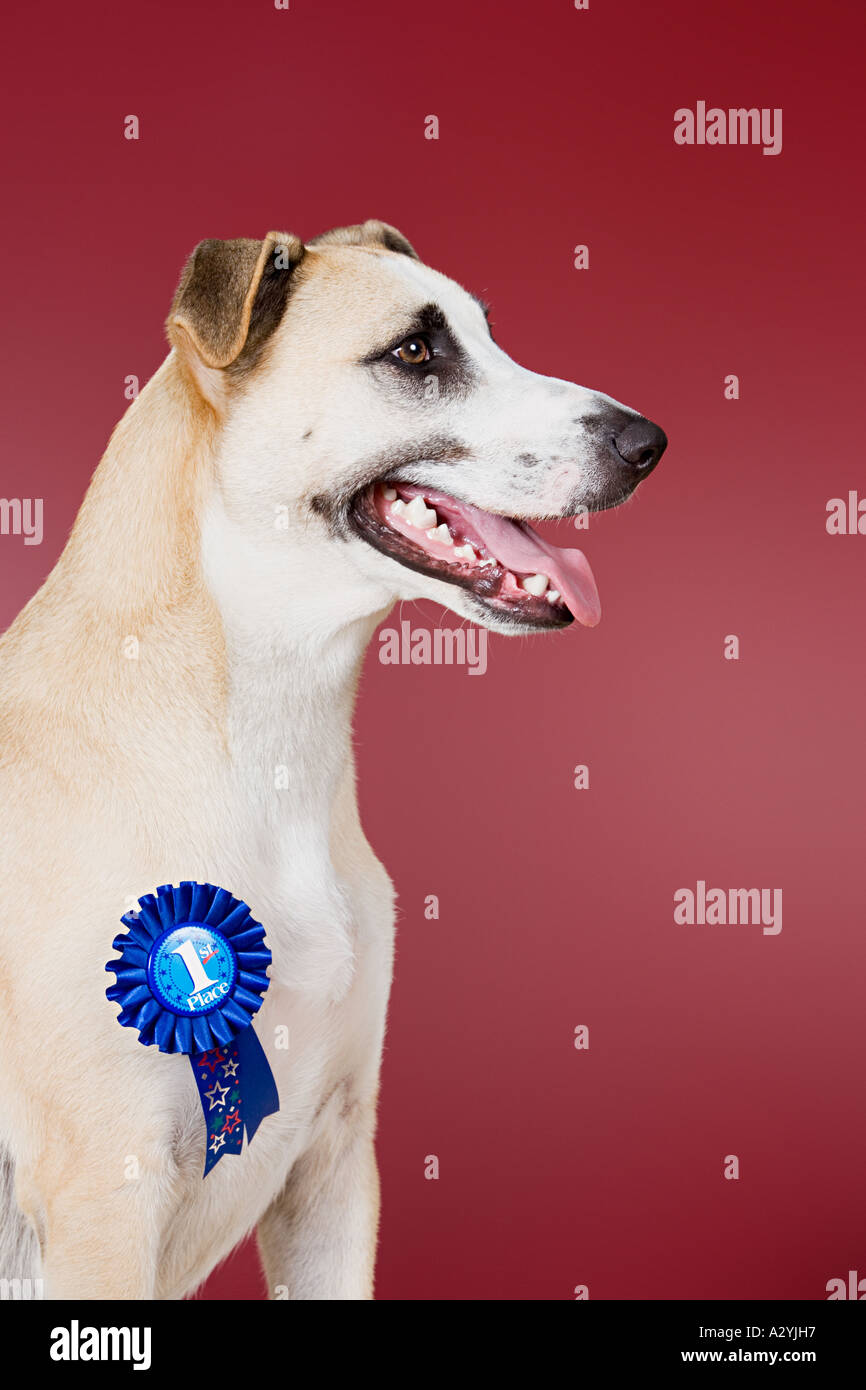 Dog with winning rosette Stock Photo