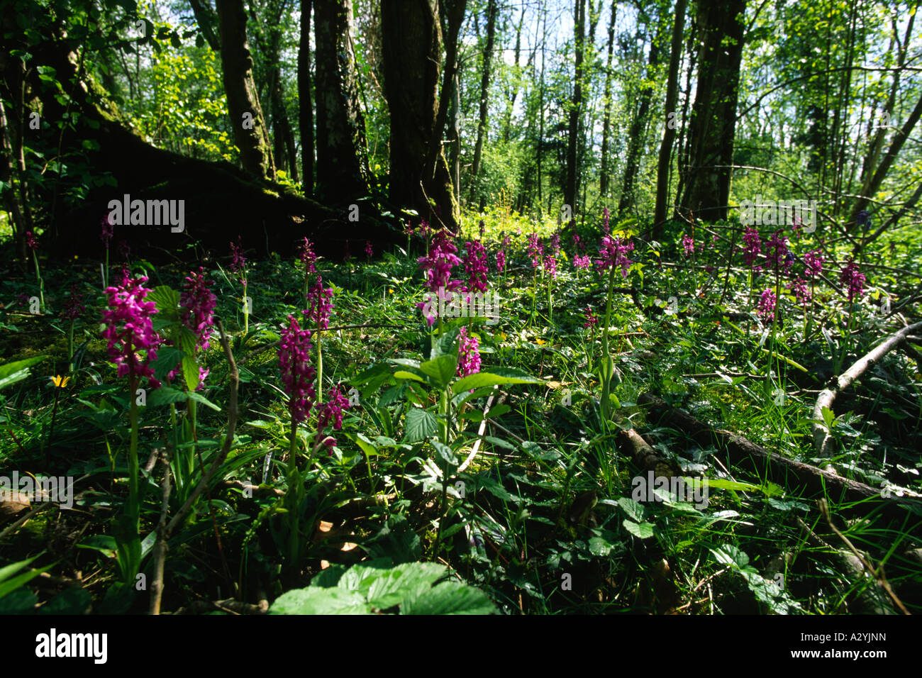Flowering Early-purple Orchids in woodland. Powys, Wales, UK. Stock Photo
