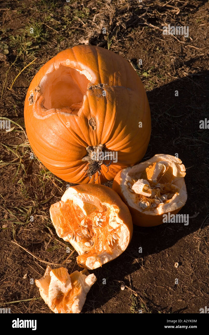 Image of a small broken pumpkin next to a larger pumpkin. Stock Photo
