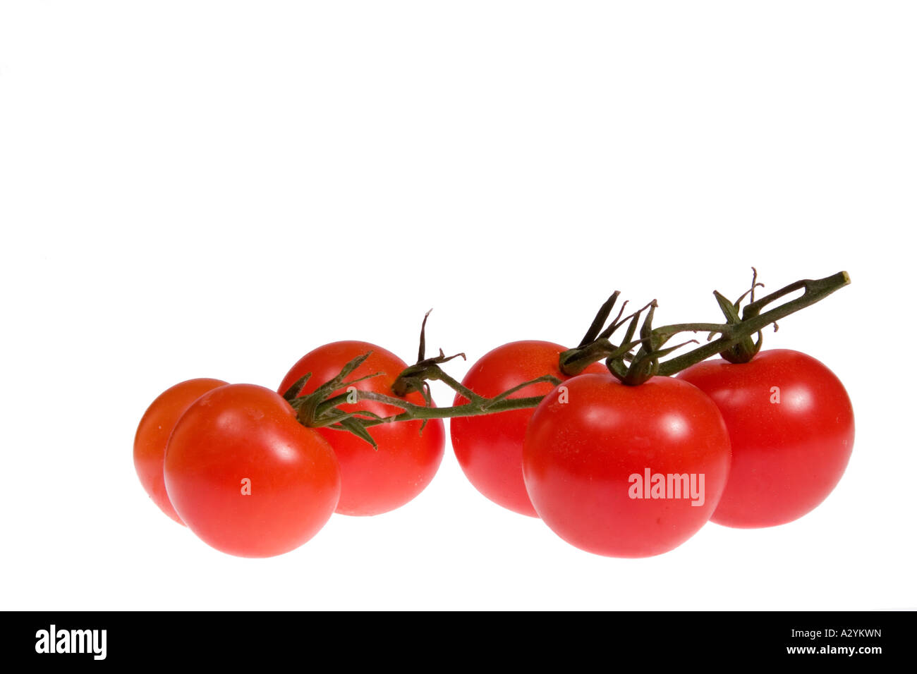 Cherry Tomatoes on the vine against a white background Stock Photo - Alamy