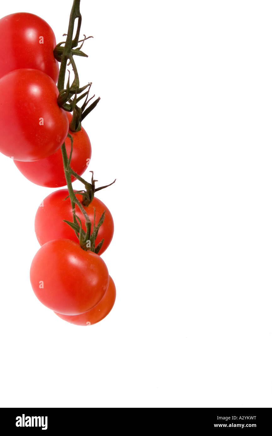 Cherry Tomatoes on the vine against a white background Stock Photo Alamy