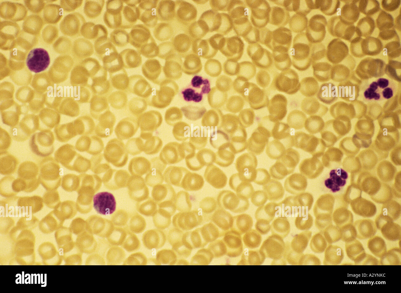 Red and white blood cells Stock Photo Biology Diagrams