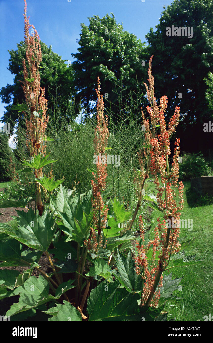 Chinese rhubarb hi-res stock photography and images - Alamy