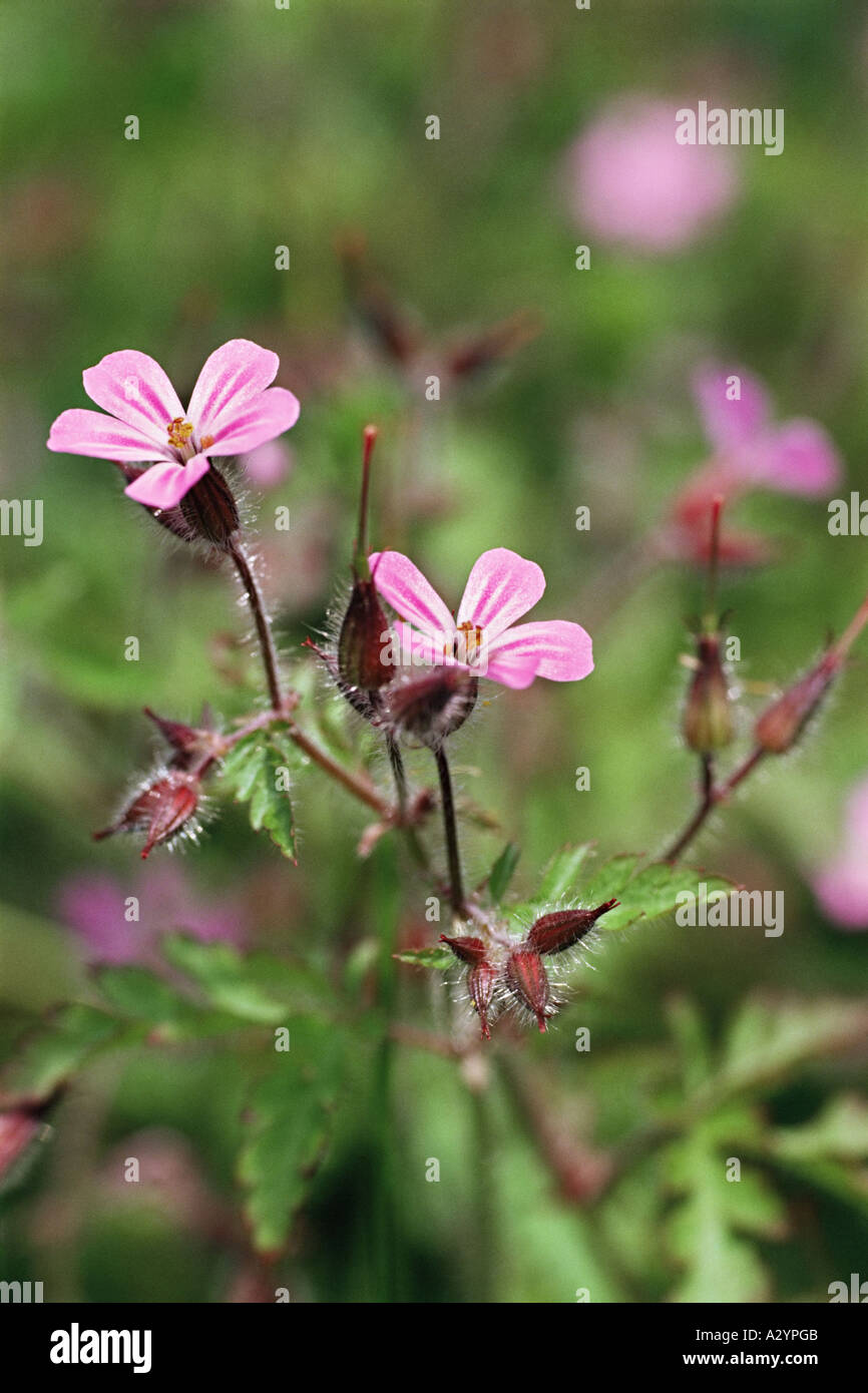 Herb robert flower Stock Photo Alamy