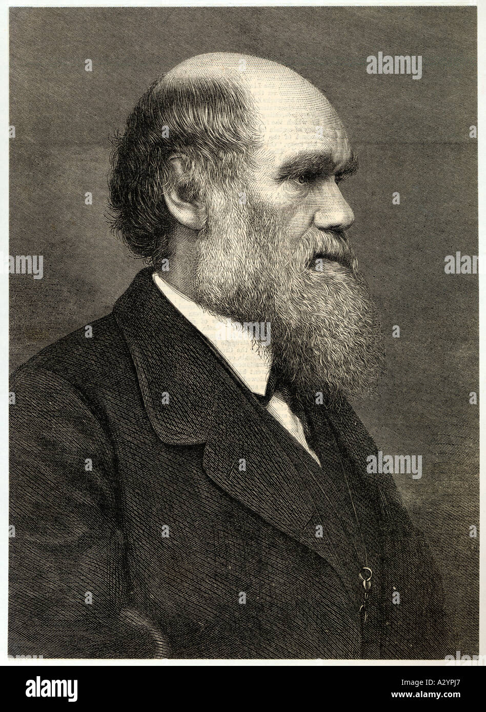 Darwin Profile Eng Stock Photo