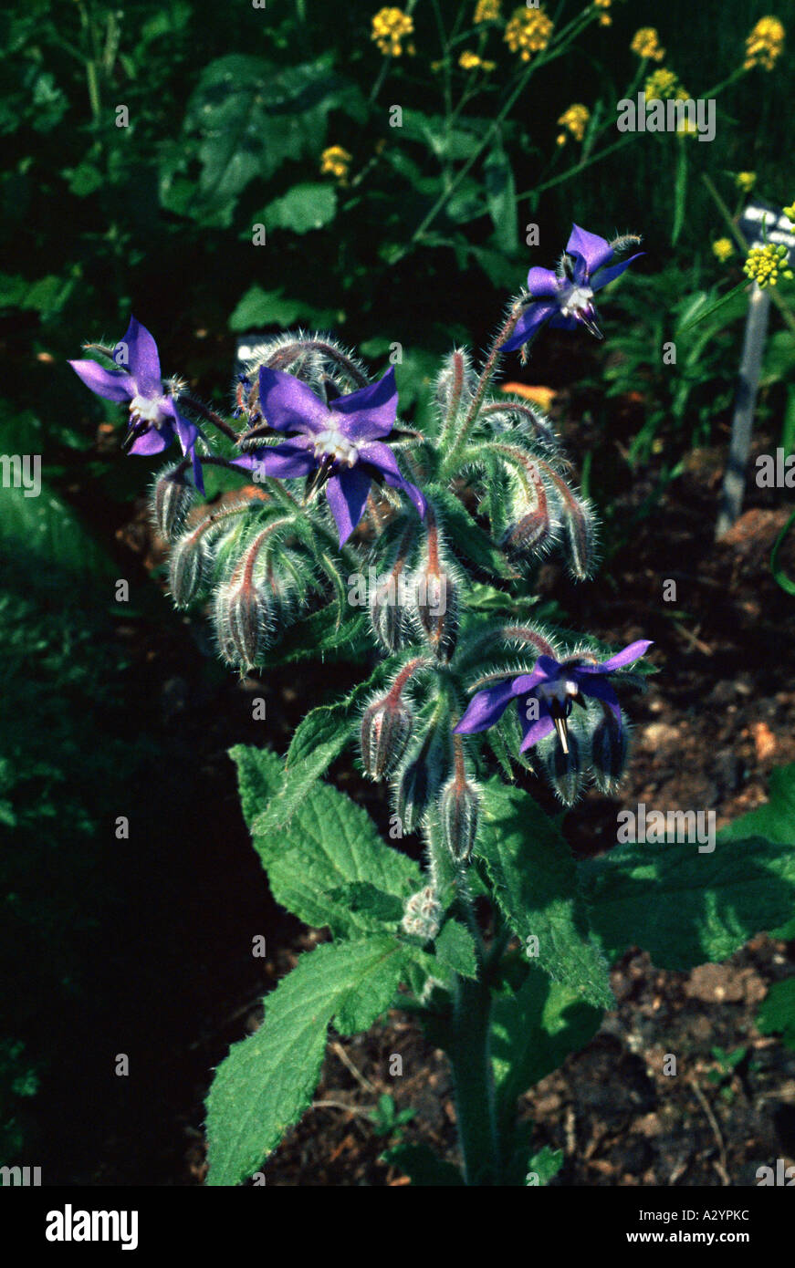 Lilac borage hi-res stock photography and images - Alamy