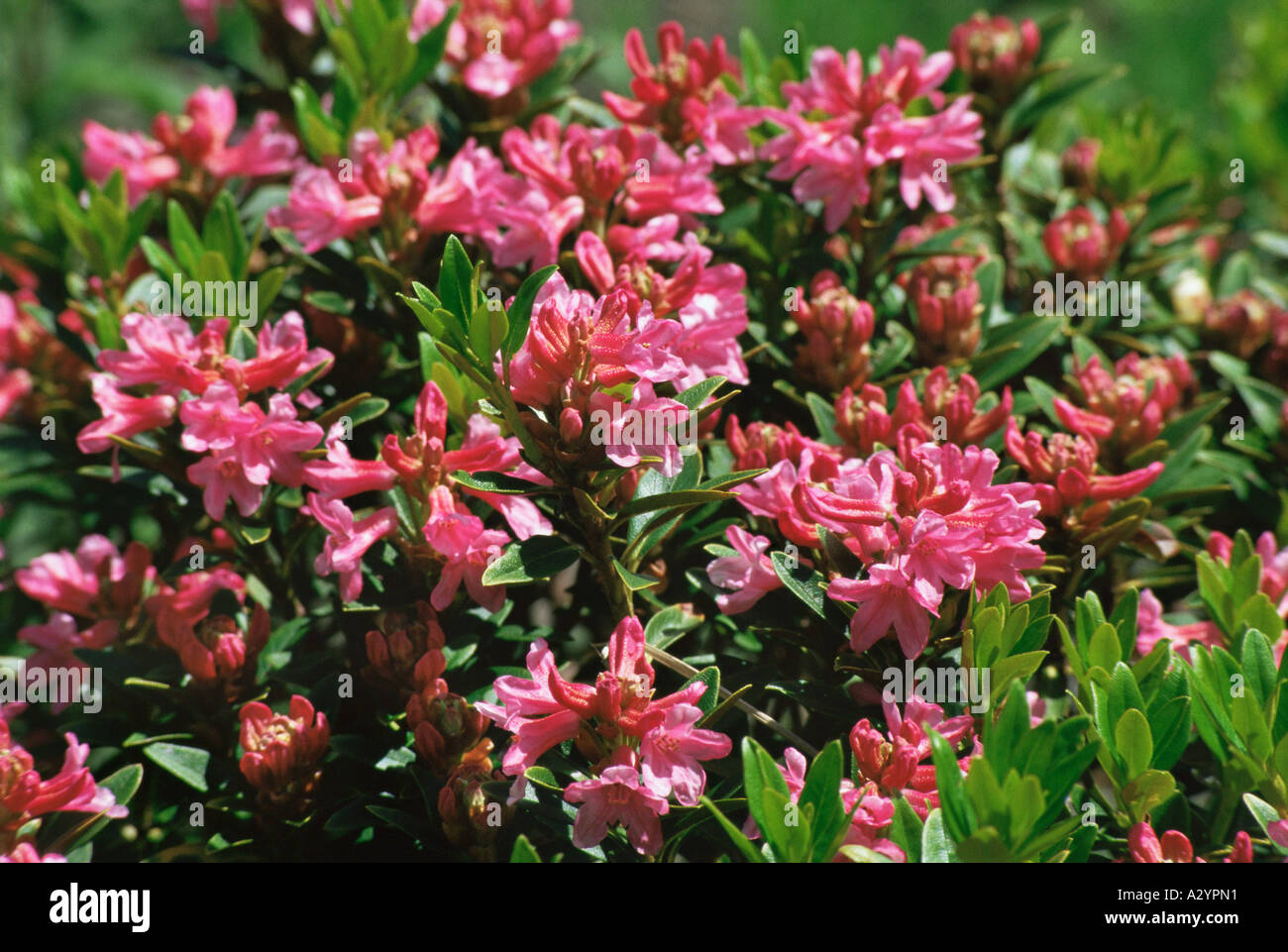Alpen rose flowers Stock Photo - Alamy