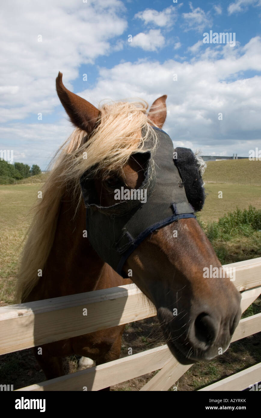 Horse wearing eyepatch at Fawley Stock Photo - Alamy