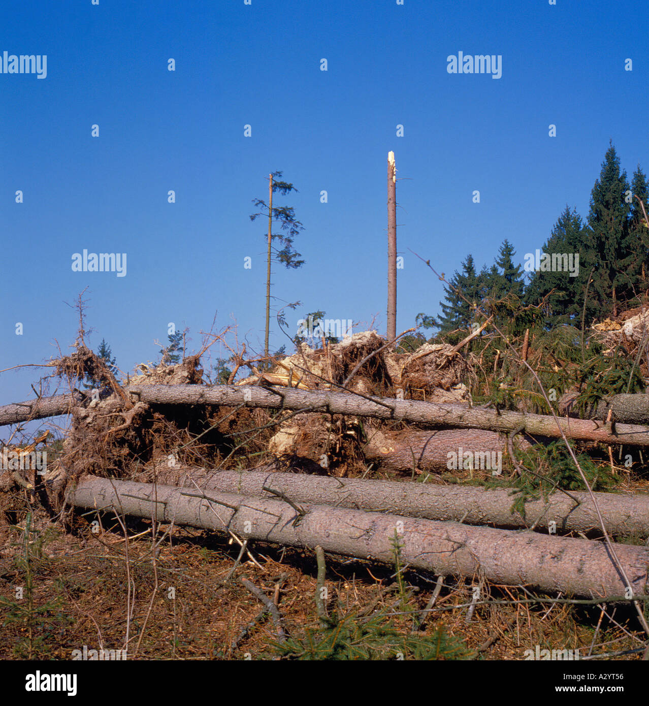 rolled timber after storm named Wiebke in Bavaria, Germany Europe. Photo by Willy Matheisl Stock Photo