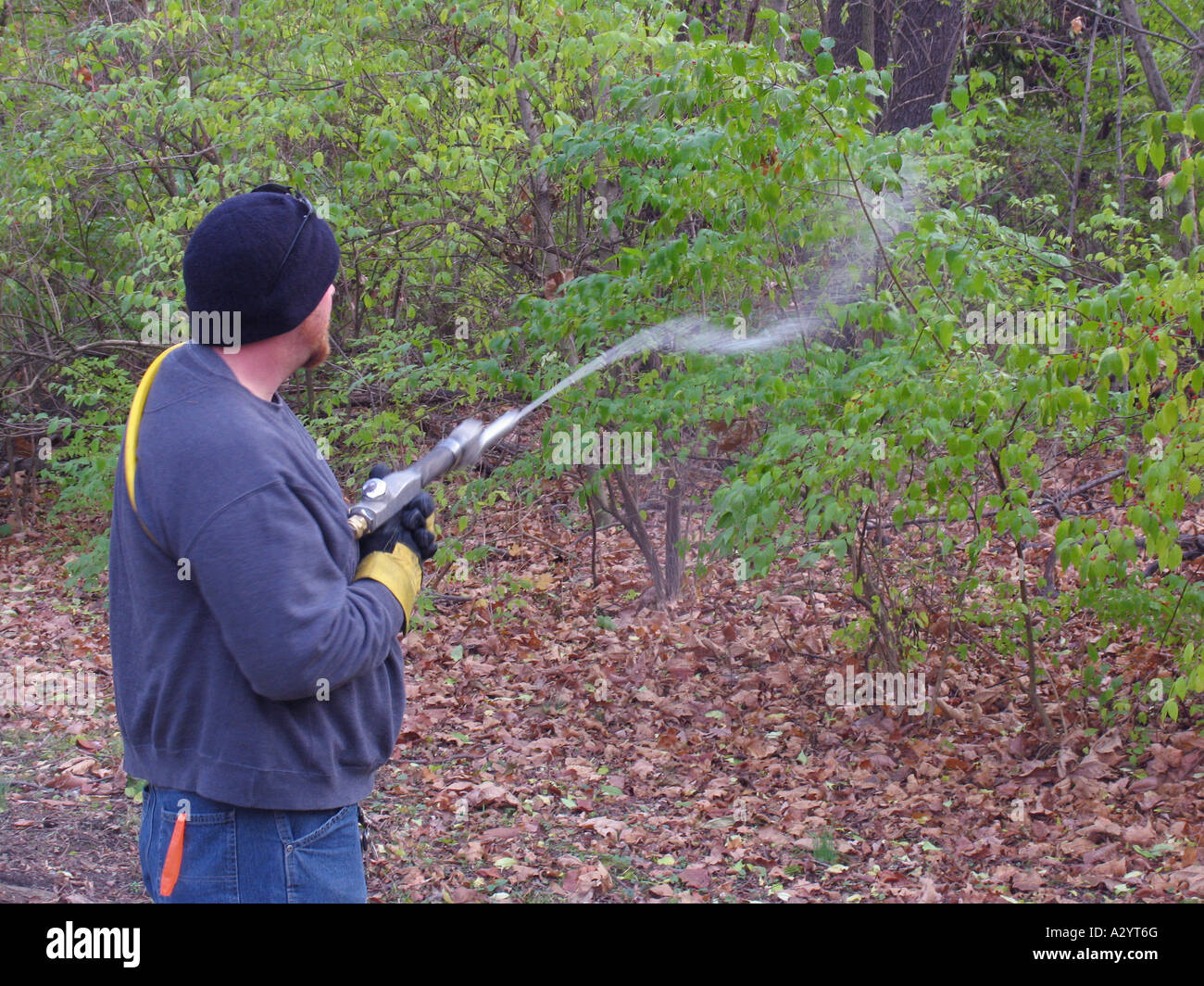 Bush honeysuckle spraying with herbicide Stock Photo Alamy