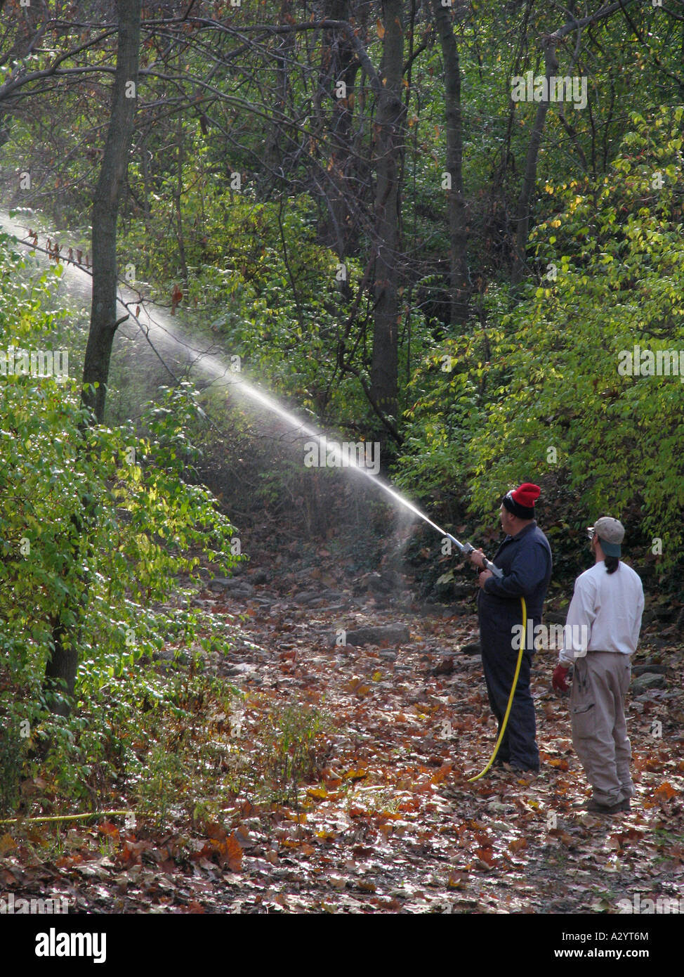 Bush honeysuckle spraying with herbicide Stock Photo Alamy