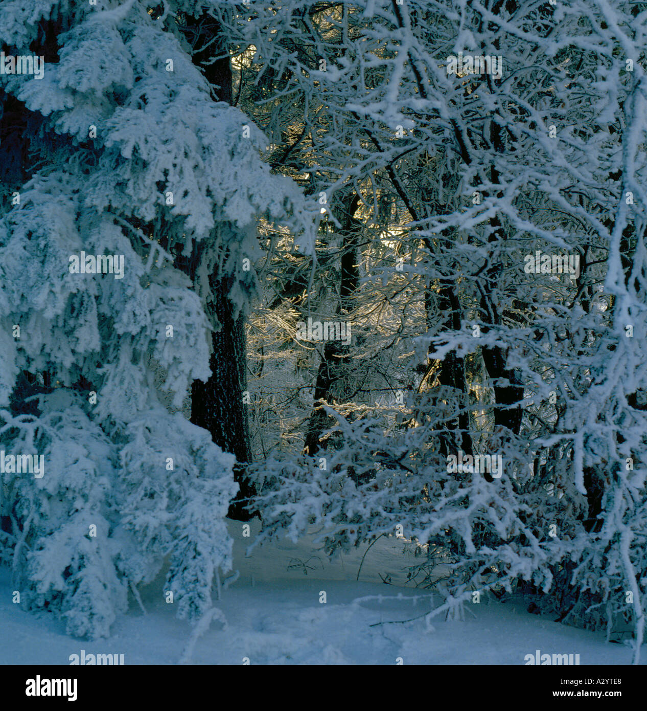 snow covered forest in winter with sunlight. Photo by Willy Matheisl ...