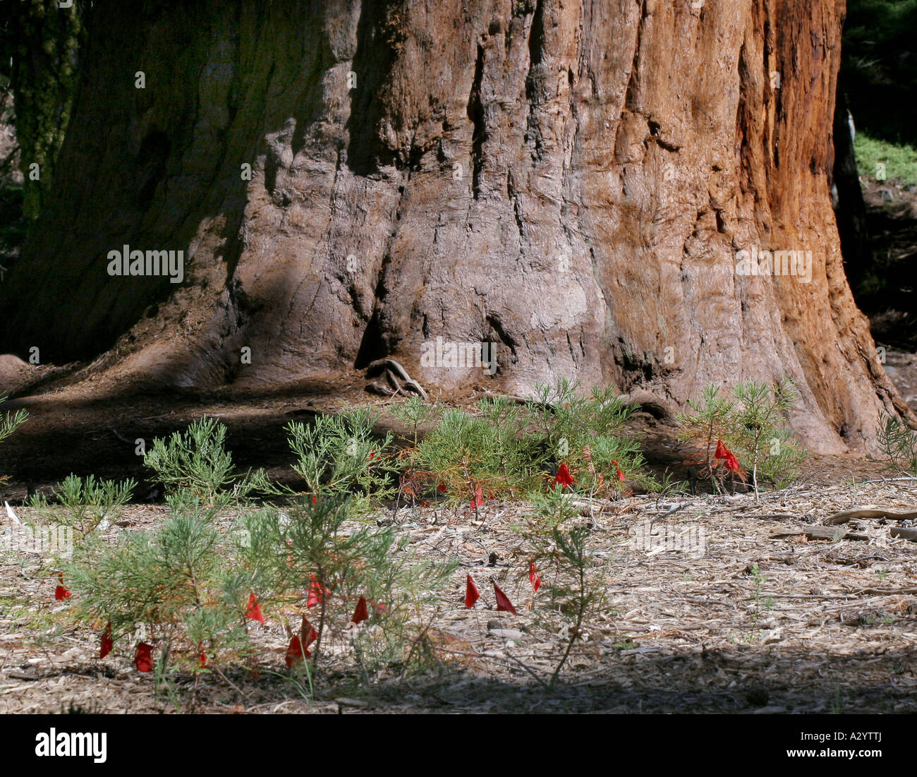 Giant sequoia tree seedling Stock Photo