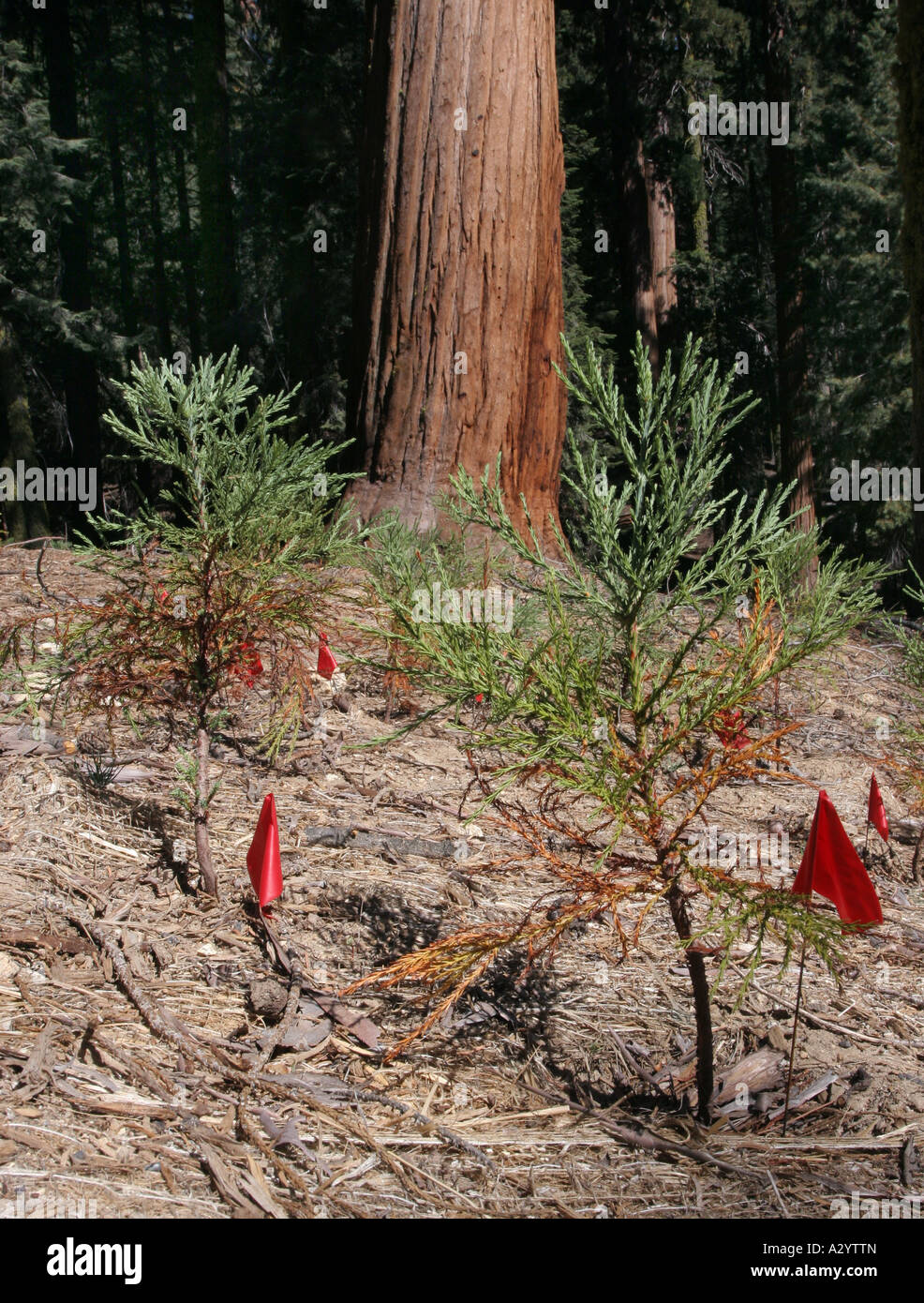 Giant sequoia tree seedling Stock Photo